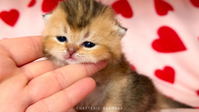 chaton-british-shorthair-black-golden-ticked-tabby-diana-chatterie-nekobaa-4