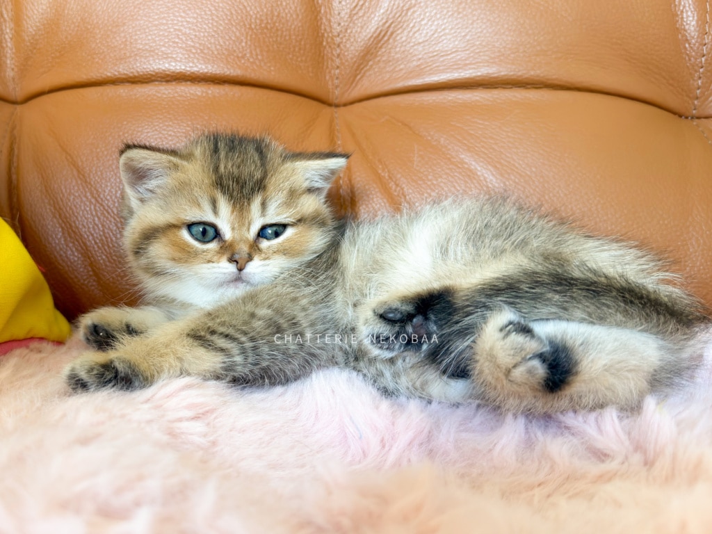 chaton-british-shorthair-black-golden-ticked-tabby-diana-chatterie-nekobaa-7