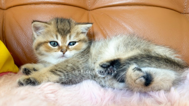 chaton-british-shorthair-black-golden-ticked-tabby-diana-chatterie-nekobaa-7