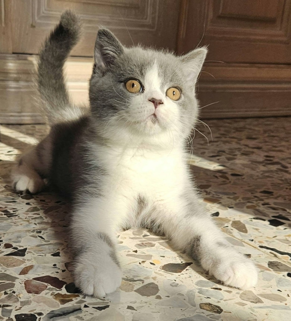 biscuit